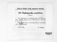 Aplosporella congoensis image